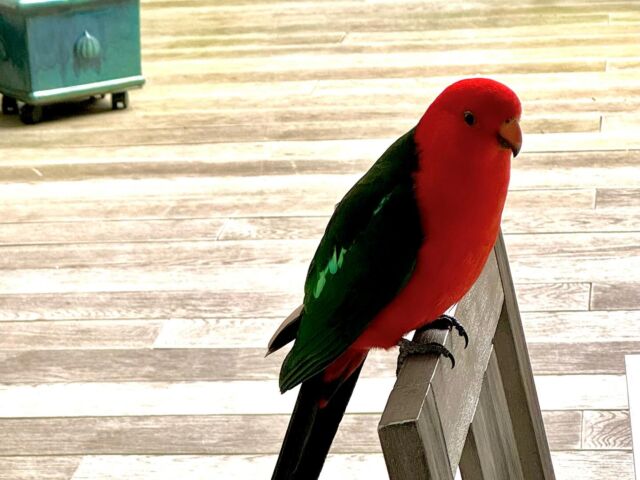 I love it when my little mates come for a visit! 🦜 I am always fascinated by their vibrant colouring. Today’s inspiration are the complementary Colours Red and Green! #inspiredaily #colourpop #letspaint #socute #naturerocks #lovinit #inspiration #colorful #cheeky #abirdietoldme #grateful #lifeisbeautiful❤️ #friendly